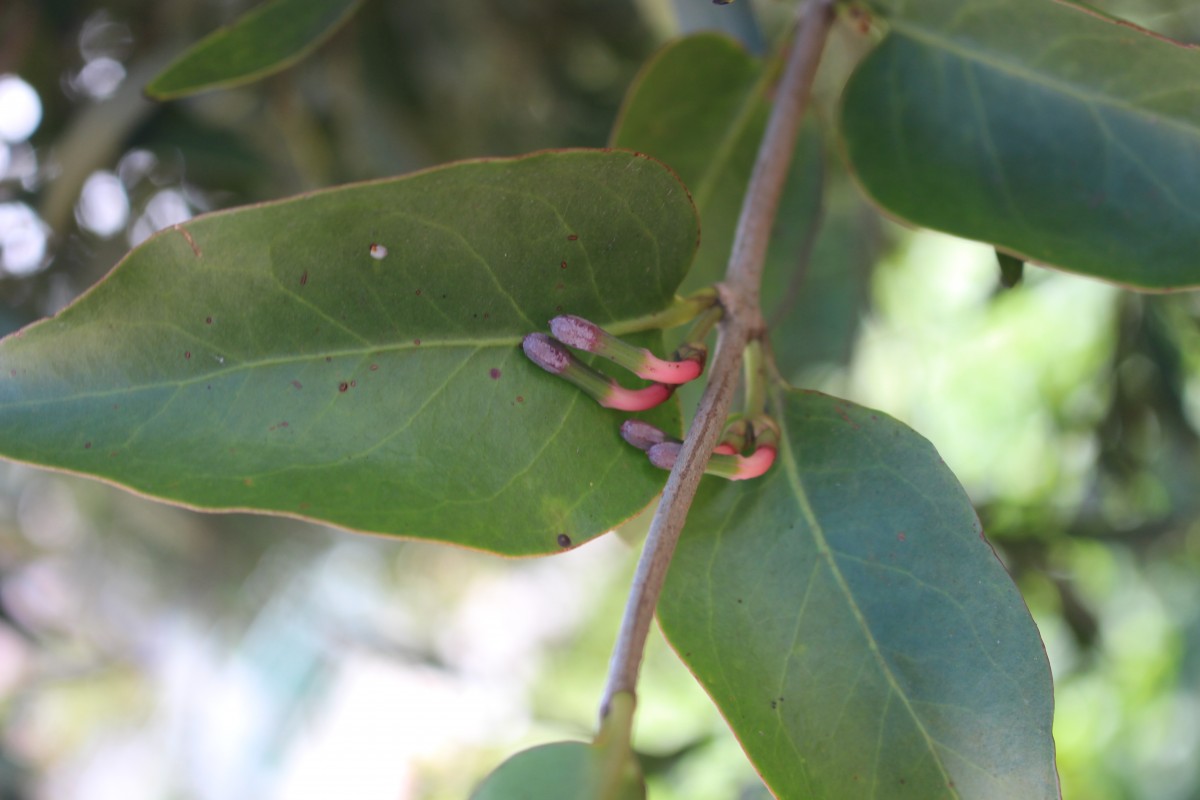 Macrosolen parasiticus (L.) Danser